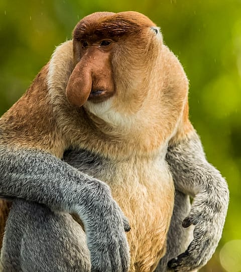 обезьяна-носач Борнео фауна кахао